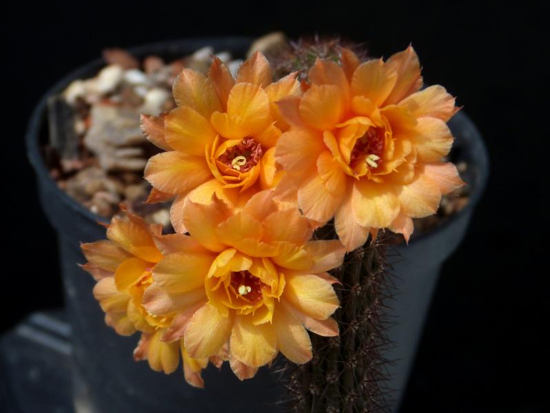 Flowers of mother plant